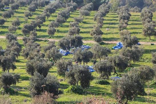 Harvest under way in the terraced olive groves of Altınözü, Hatay, with nets spread beneath the trees
